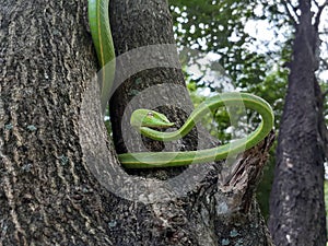 The green snake came out.ÃÂ  photo